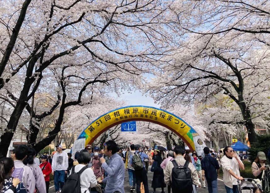 【I’M HOME SAGAMIHARA】「第51回相模原市民桜まつり」レポートを公開しました